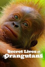 Nonton Film Secret Lives of Orangutans (2024) Bioskop21